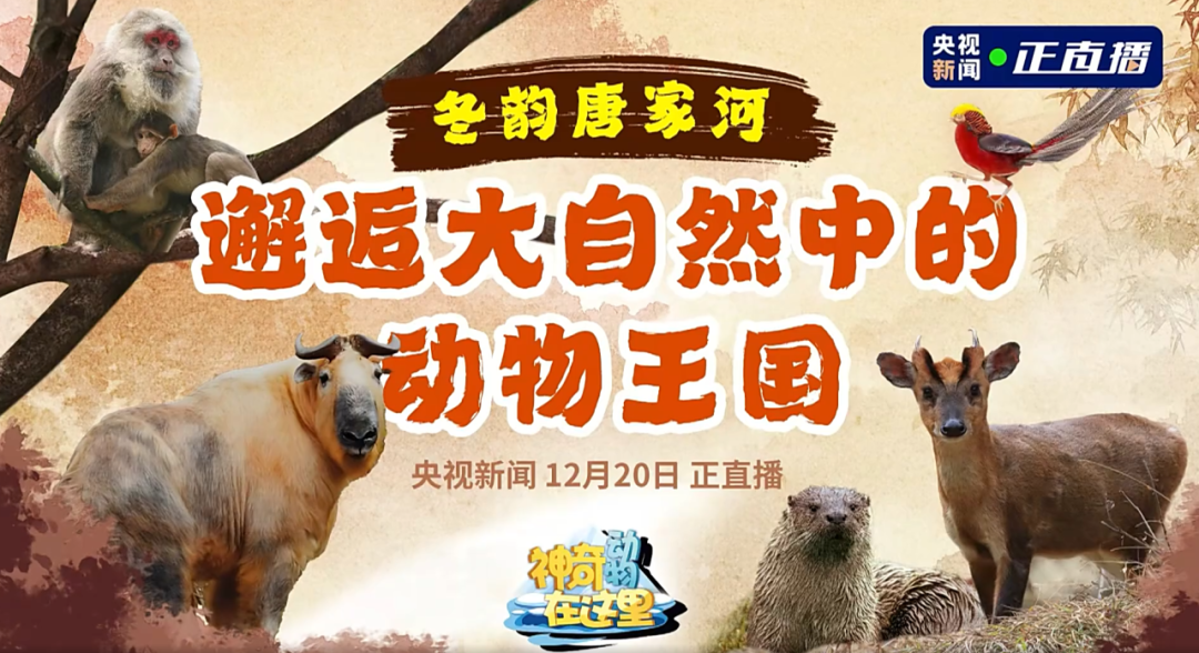 媒体聚焦 | 央视新闻走进唐家河，邂逅冰雪童话世界的动物王国